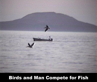 Birds and Man Compete for Fish